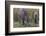 India. Indian boar, Sus scrofa cristatus, at Kanha Tiger reserve.-Ralph H. Bendjebar-Framed Photographic Print