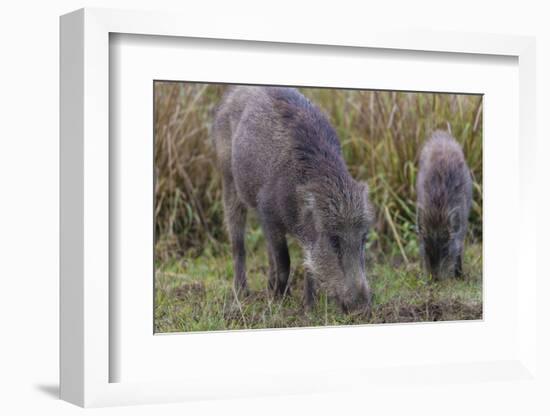 India. Indian boar, Sus scrofa cristatus, at Kanha Tiger reserve.-Ralph H. Bendjebar-Framed Photographic Print