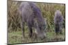 India. Indian boar, Sus scrofa cristatus, at Kanha Tiger reserve.-Ralph H. Bendjebar-Mounted Photographic Print