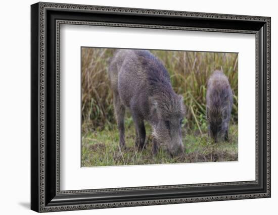 India. Indian boar, Sus scrofa cristatus, at Kanha Tiger reserve.-Ralph H. Bendjebar-Framed Photographic Print