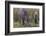 India. Indian boar, Sus scrofa cristatus, at Kanha Tiger reserve.-Ralph H. Bendjebar-Framed Photographic Print