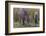 India. Indian boar, Sus scrofa cristatus, at Kanha Tiger reserve.-Ralph H. Bendjebar-Framed Photographic Print