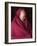 India, Ladakh, Likir, Senior Monk at Likir Monastery, Ladakh, India-Katie Garrod-Framed Photographic Print