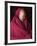 India, Ladakh, Likir, Senior Monk at Likir Monastery, Ladakh, India-Katie Garrod-Framed Photographic Print