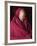 India, Ladakh, Likir, Senior Monk at Likir Monastery, Ladakh, India-Katie Garrod-Framed Photographic Print