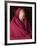 India, Ladakh, Likir, Senior Monk at Likir Monastery, Ladakh, India-Katie Garrod-Framed Photographic Print