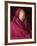 India, Ladakh, Likir, Senior Monk at Likir Monastery, Ladakh, India-Katie Garrod-Framed Photographic Print