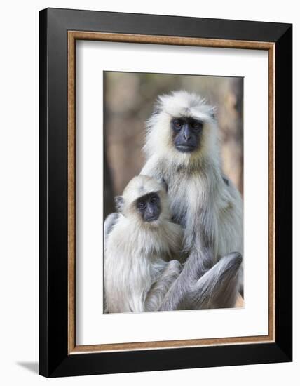 India, Madhya Pradesh, Bandhavgarh National Park. A female langur cuddles with her year-old baby.-Ellen Goff-Framed Photographic Print