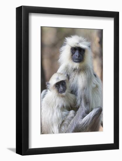 India, Madhya Pradesh, Bandhavgarh National Park. A female langur cuddles with her year-old baby.-Ellen Goff-Framed Photographic Print