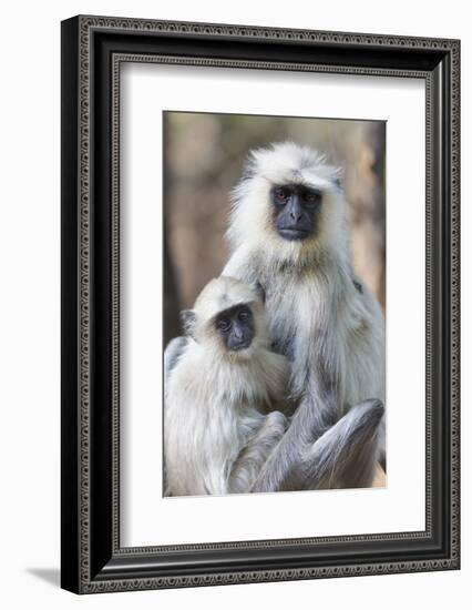 India, Madhya Pradesh, Bandhavgarh National Park. A female langur cuddles with her year-old baby.-Ellen Goff-Framed Photographic Print