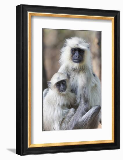 India, Madhya Pradesh, Bandhavgarh National Park. A female langur cuddles with her year-old baby.-Ellen Goff-Framed Photographic Print