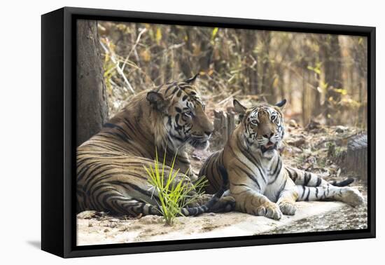 India, Madhya Pradesh, Bandhavgarh National Park. A male and female Bengal tiger-Ellen Goff-Framed Premier Image Canvas