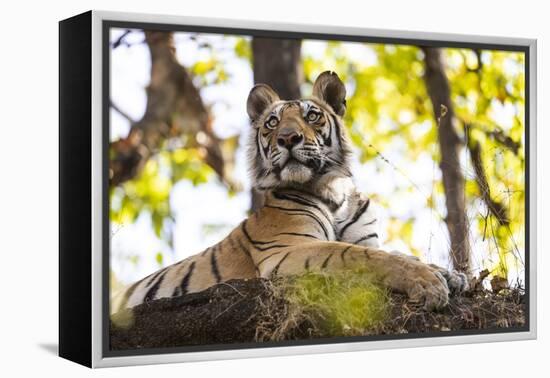India, Madhya Pradesh, Bandhavgarh National Park. Young Bengal tiger watching from perch on a rock.-Ellen Goff-Framed Premier Image Canvas