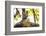 India, Madhya Pradesh, Bandhavgarh National Park. Young Bengal tiger watching from perch on a rock.-Ellen Goff-Framed Photographic Print