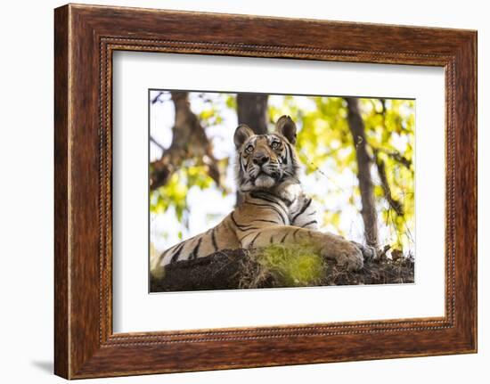 India, Madhya Pradesh, Bandhavgarh National Park. Young Bengal tiger watching from perch on a rock.-Ellen Goff-Framed Photographic Print