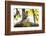 India, Madhya Pradesh, Bandhavgarh National Park. Young Bengal tiger watching from perch on a rock.-Ellen Goff-Framed Photographic Print