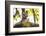 India, Madhya Pradesh, Bandhavgarh National Park. Young Bengal tiger watching from perch on a rock.-Ellen Goff-Framed Photographic Print