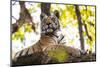 India, Madhya Pradesh, Bandhavgarh National Park. Young Bengal tiger watching from perch on a rock.-Ellen Goff-Mounted Photographic Print