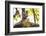 India, Madhya Pradesh, Bandhavgarh National Park. Young Bengal tiger watching from perch on a rock.-Ellen Goff-Framed Photographic Print