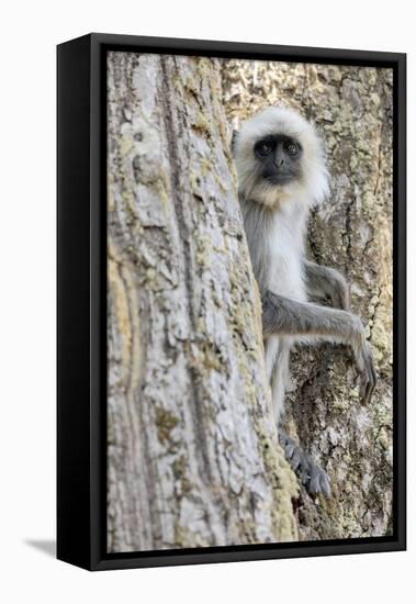 India, Madhya Pradesh, Kanha National Park. A langur rests in the trees.-Ellen Goff-Framed Premier Image Canvas