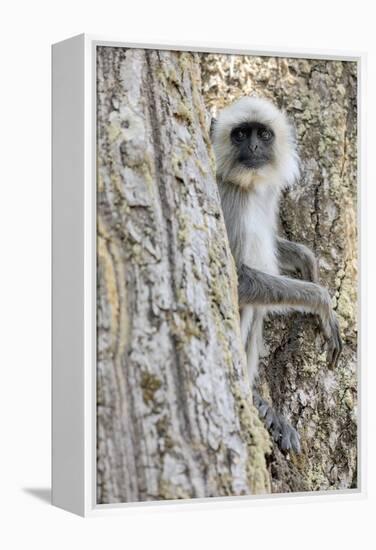 India, Madhya Pradesh, Kanha National Park. A langur rests in the trees.-Ellen Goff-Framed Premier Image Canvas