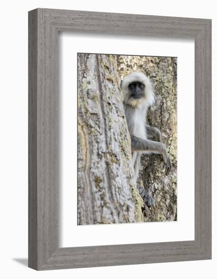 India, Madhya Pradesh, Kanha National Park. A langur rests in the trees.-Ellen Goff-Framed Photographic Print