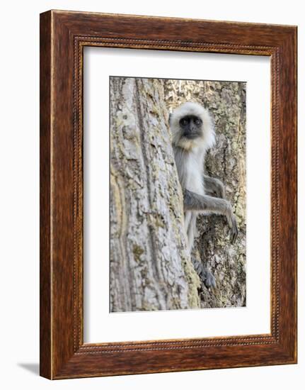 India, Madhya Pradesh, Kanha National Park. A langur rests in the trees.-Ellen Goff-Framed Photographic Print