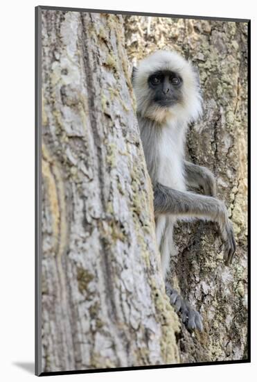 India, Madhya Pradesh, Kanha National Park. A langur rests in the trees.-Ellen Goff-Mounted Photographic Print