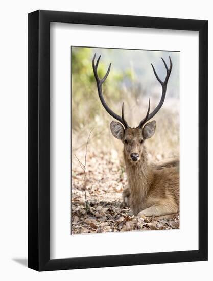 India, Madhya Pradesh, Kanha National Park. A portrait of a resting, large barasingha buck-Ellen Goff-Framed Photographic Print