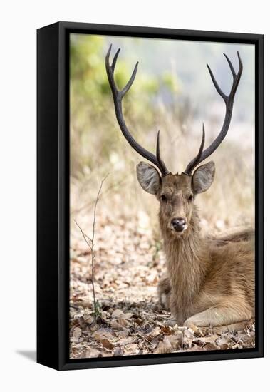 India, Madhya Pradesh, Kanha National Park. A portrait of a resting, large barasingha buck-Ellen Goff-Framed Premier Image Canvas