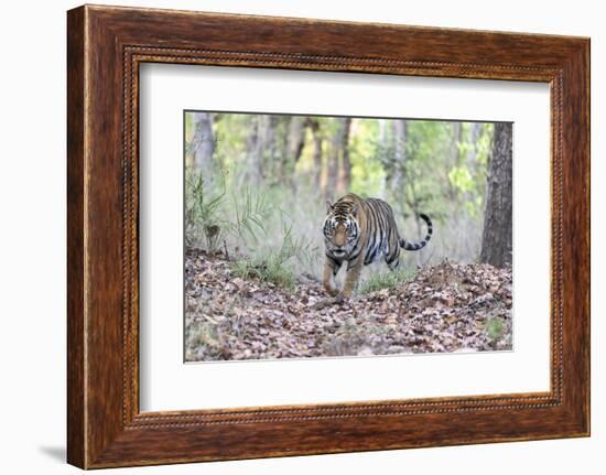 India, Madhya Pradesh, Kanha National Park. A young male Bengal tiger walks out of the forest.-Ellen Goff-Framed Photographic Print