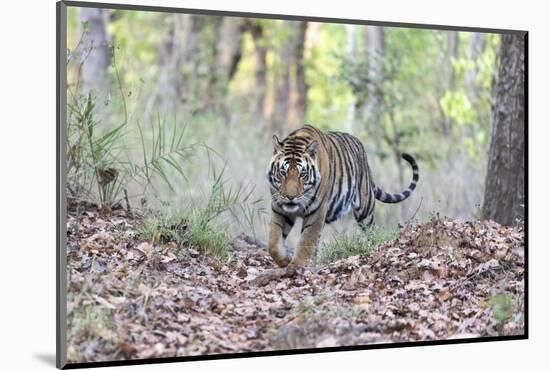 India, Madhya Pradesh, Kanha National Park. A young male Bengal tiger walks out of the forest.-Ellen Goff-Mounted Photographic Print
