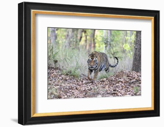India, Madhya Pradesh, Kanha National Park. A young male Bengal tiger walks out of the forest.-Ellen Goff-Framed Photographic Print