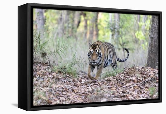 India, Madhya Pradesh, Kanha National Park. A young male Bengal tiger walks out of the forest.-Ellen Goff-Framed Premier Image Canvas
