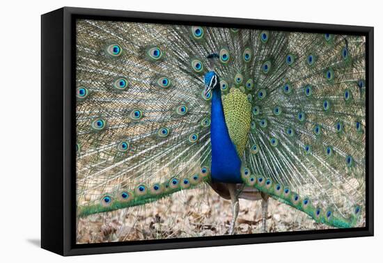 India, Madhya Pradesh, Kanha National Park. An male Indian peafowl displays his brilliant feathers.-Ellen Goff-Framed Premier Image Canvas