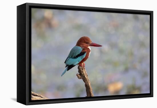 India, Madhya Pradesh, Kanha National Park. Portrait of a white-throated kingfisher-Ellen Goff-Framed Premier Image Canvas