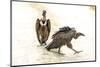 India, Madhya Pradesh, Kanha National Park. Two Indian vultures sit in the road next to a carcass.-Ellen Goff-Mounted Photographic Print