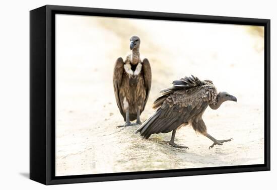 India, Madhya Pradesh, Kanha National Park. Two Indian vultures sit in the road next to a carcass.-Ellen Goff-Framed Premier Image Canvas