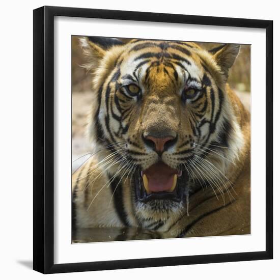 India. Male Bengal tiger enjoys the cool of a water hole at Bandhavgarh Tiger Reserve.-Ralph H. Bendjebar-Framed Photographic Print