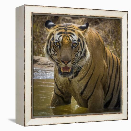 India. Male Bengal tiger enjoys the cool of a water hole at Bandhavgarh Tiger Reserve.-Ralph H. Bendjebar-Framed Premier Image Canvas