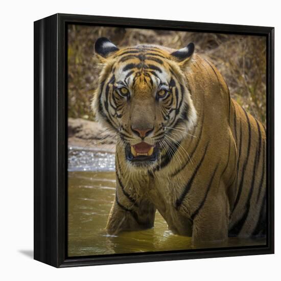 India. Male Bengal tiger enjoys the cool of a water hole at Bandhavgarh Tiger Reserve.-Ralph H. Bendjebar-Framed Premier Image Canvas