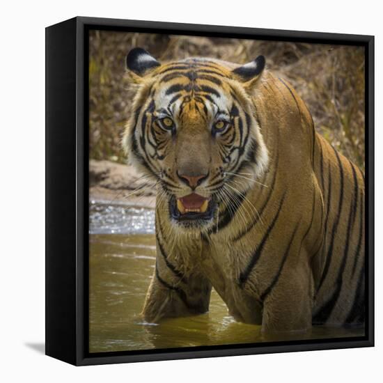 India. Male Bengal tiger enjoys the cool of a water hole at Bandhavgarh Tiger Reserve.-Ralph H. Bendjebar-Framed Premier Image Canvas