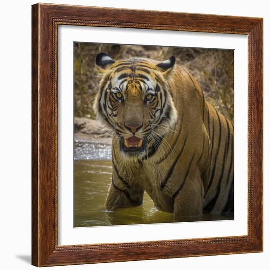 India. Male Bengal tiger enjoys the cool of a water hole at Bandhavgarh Tiger Reserve.-Ralph H. Bendjebar-Framed Photographic Print