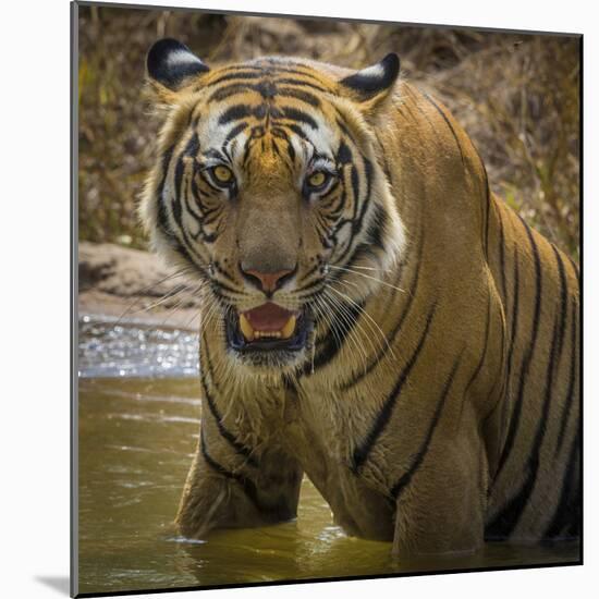 India. Male Bengal tiger enjoys the cool of a water hole at Bandhavgarh Tiger Reserve.-Ralph H. Bendjebar-Mounted Photographic Print