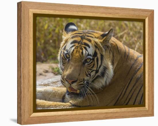 India. Male Bengal tiger enjoys the cool of a water hole at Bandhavgarh Tiger Reserve.-Ralph H^ Bendjebar-Framed Premier Image Canvas