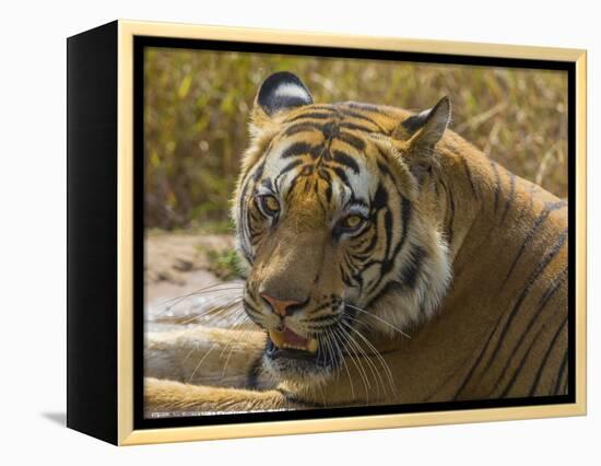 India. Male Bengal tiger enjoys the cool of a water hole at Bandhavgarh Tiger Reserve.-Ralph H^ Bendjebar-Framed Premier Image Canvas