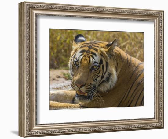 India. Male Bengal tiger enjoys the cool of a water hole at Bandhavgarh Tiger Reserve.-Ralph H^ Bendjebar-Framed Photographic Print