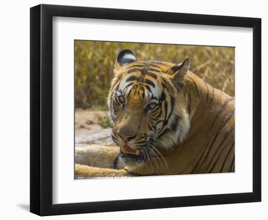 India. Male Bengal tiger enjoys the cool of a water hole at Bandhavgarh Tiger Reserve.-Ralph H^ Bendjebar-Framed Photographic Print