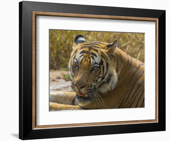 India. Male Bengal tiger enjoys the cool of a water hole at Bandhavgarh Tiger Reserve.-Ralph H^ Bendjebar-Framed Photographic Print