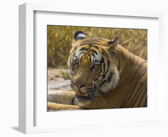 India. Male Bengal tiger enjoys the cool of a water hole at Bandhavgarh Tiger Reserve.-Ralph H^ Bendjebar-Framed Photographic Print